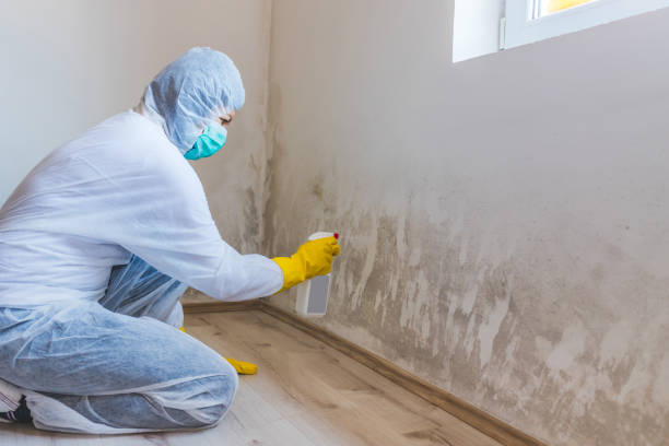 Licensed Commercial Mold Remediation service in Windsor, VA - WQB Mold Removal